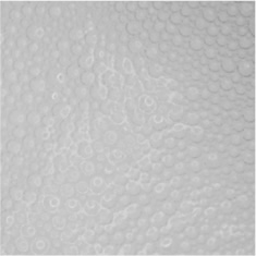 微細泡（マイクロフォーム）シャンプー技術