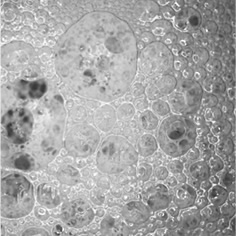 通常シャンプー技術