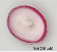 こだわりの成分を髪内部までしっかり浸透