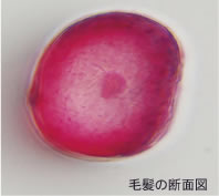 こだわりの成分を髪内部までしっかり浸透